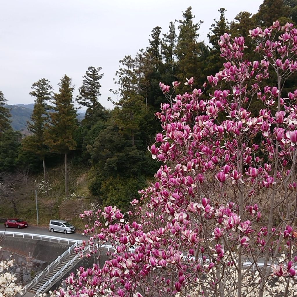 ♪98 今日も健康の話