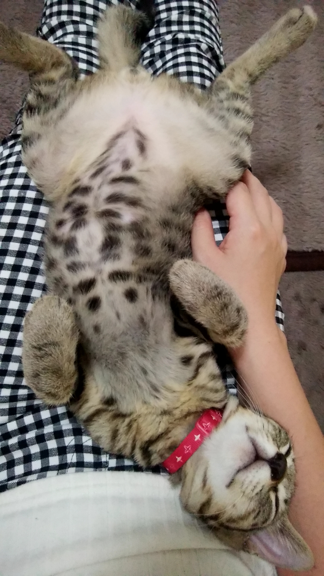 自殺防止デーの話と思いきや猫トイレの話。