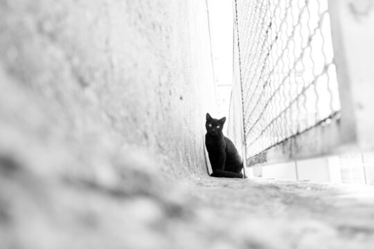 【歌ってみた】黒猫道 東京事変