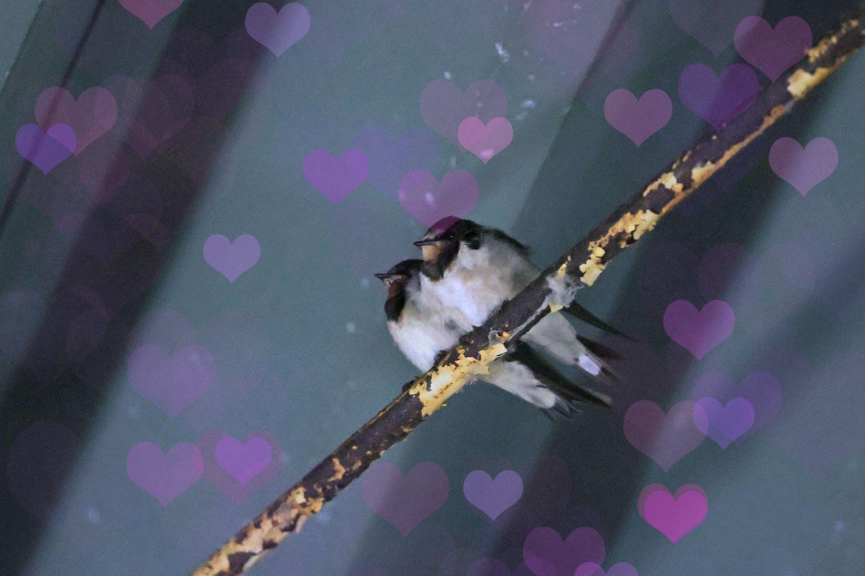 【歌ってみた】越冬つばめ(ロックver.)    森昌子