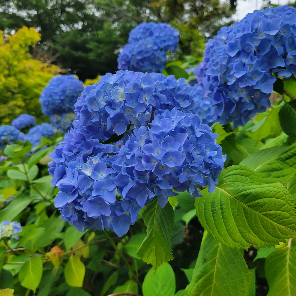 級木(まだのき)