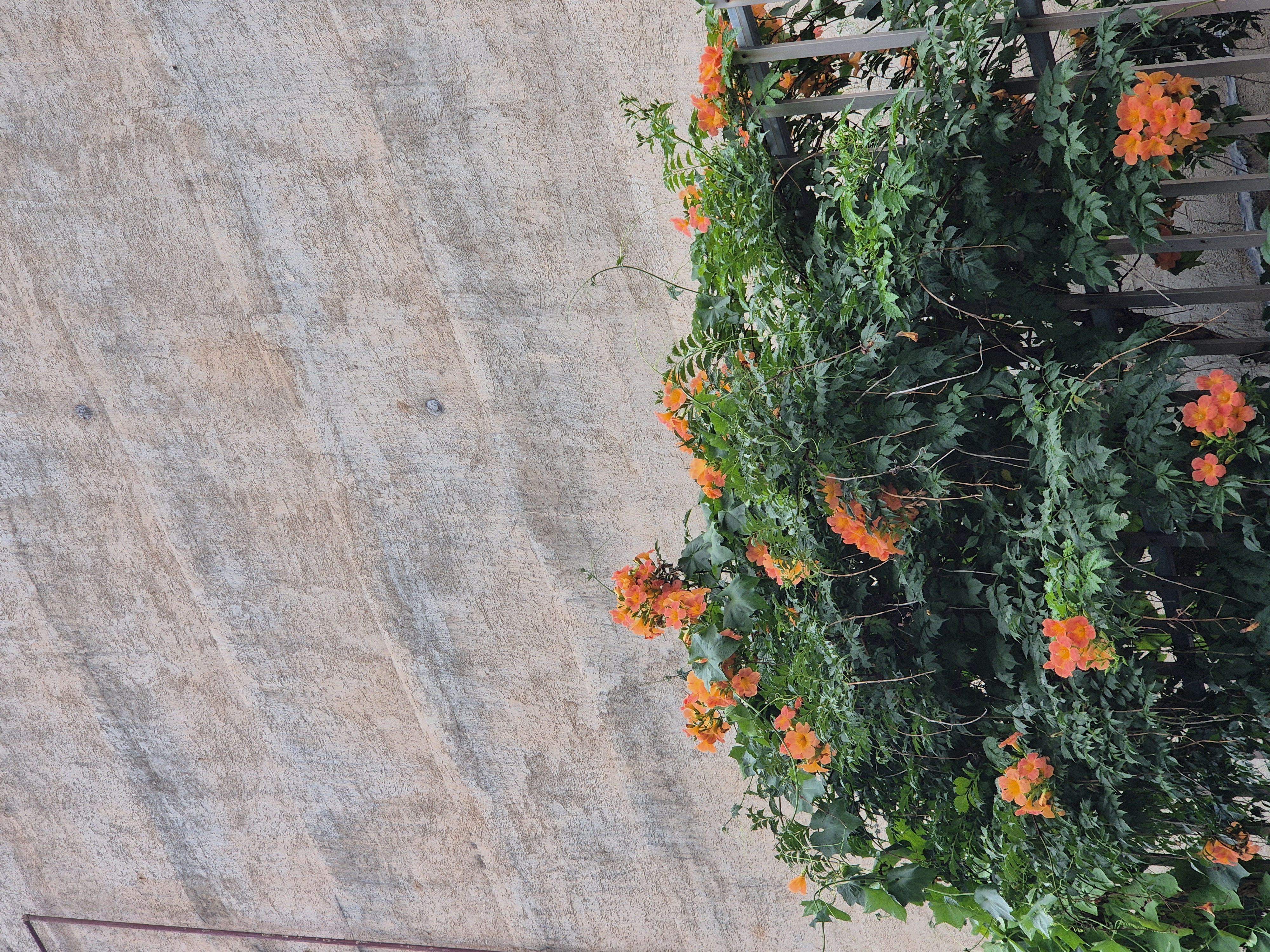 Mela! / メラ Acoustic ver. with S