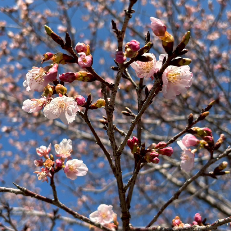 マイラバ「Days」の歌詞、ここがすごい✨