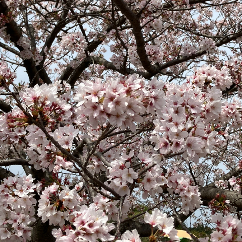 春がしんどいあなたに。ドリカム「めまい」