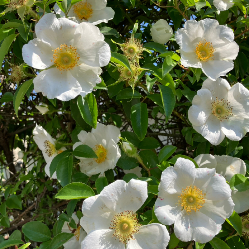 ひりひりする10代の叫び。宇多田ヒカル「For You」