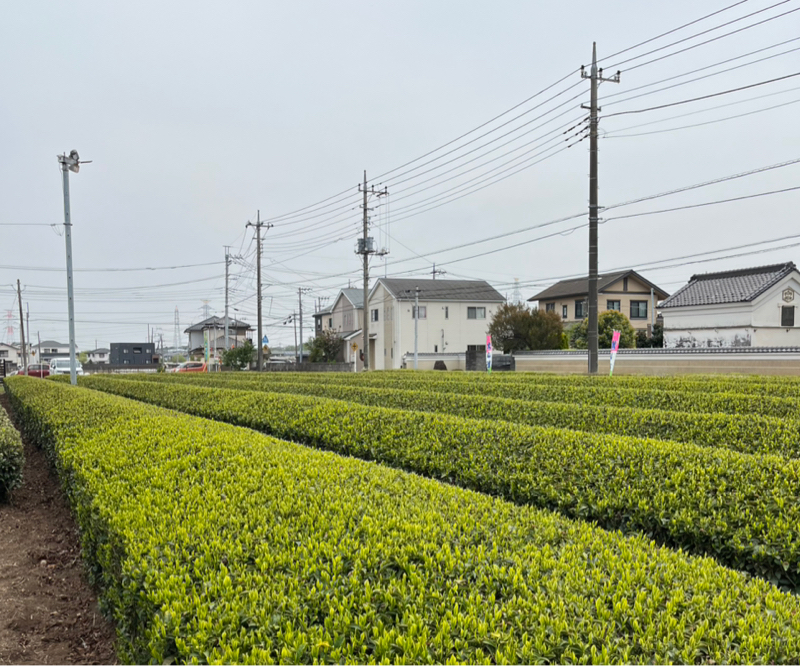 茶壺について