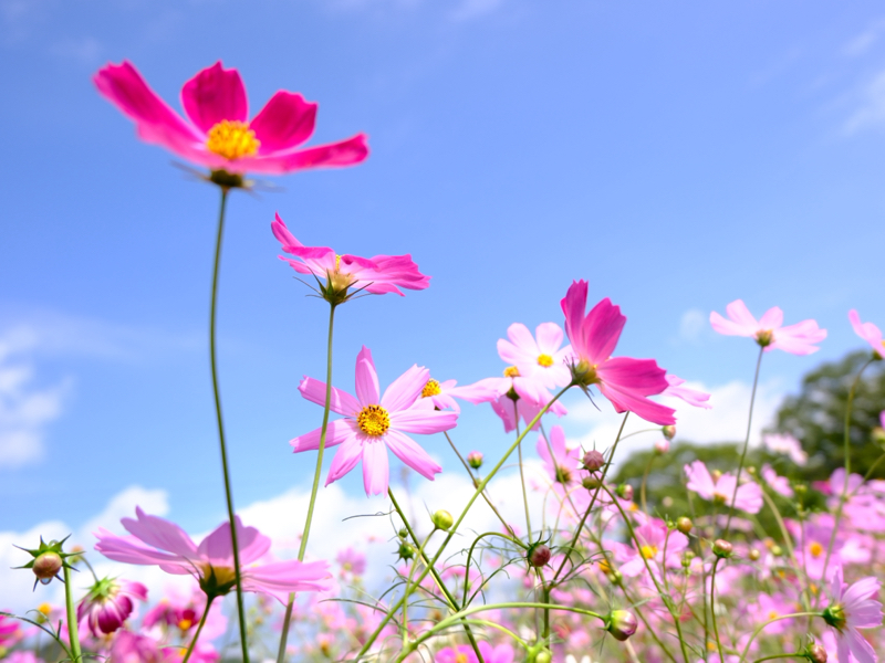 I wishの明日への扉