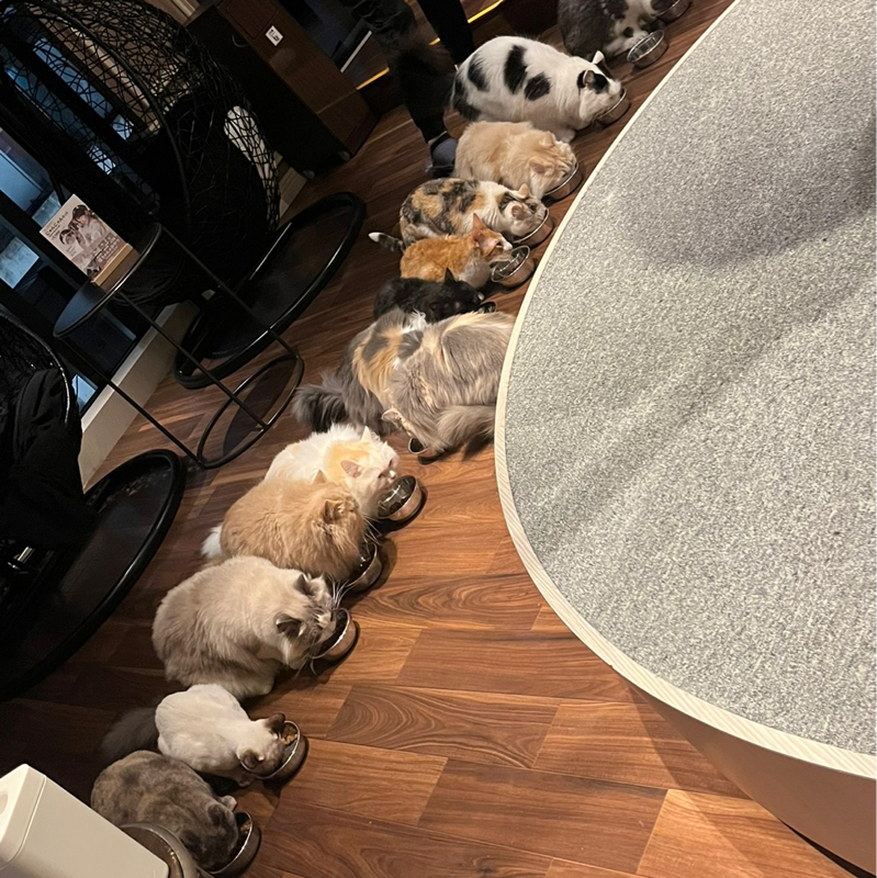 明日、美容院行くはなし