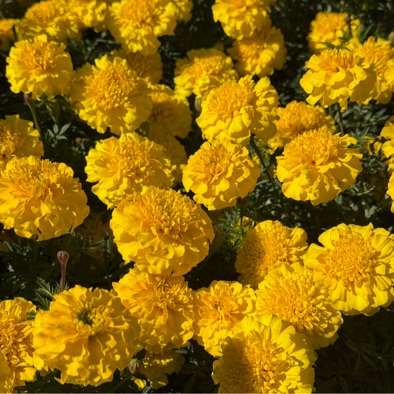 募集！上手くいかなったら教えて！