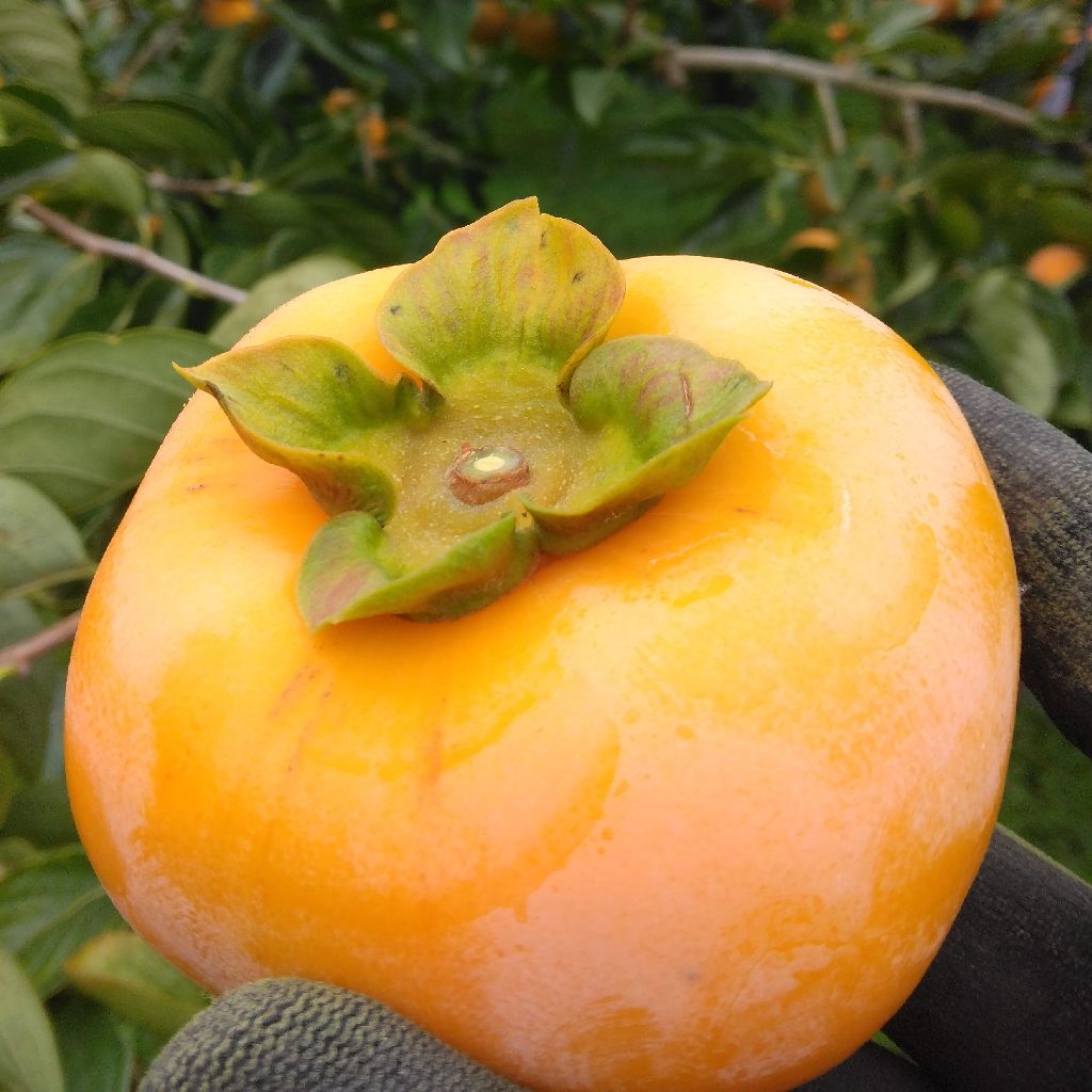 柿について「おけさ柿」編