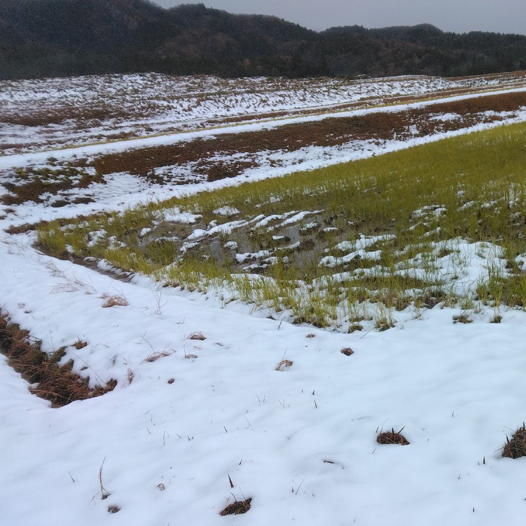 冬作業しながら～朝の雑談～