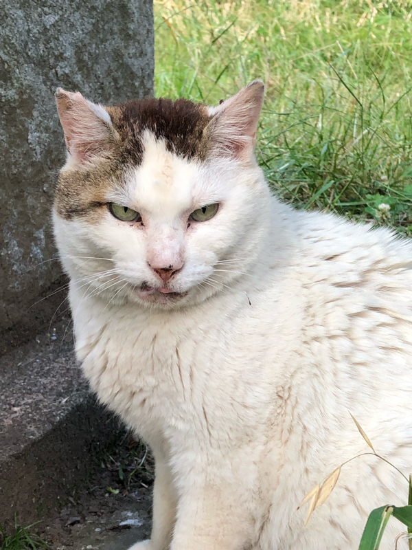 さらざんまいの感想