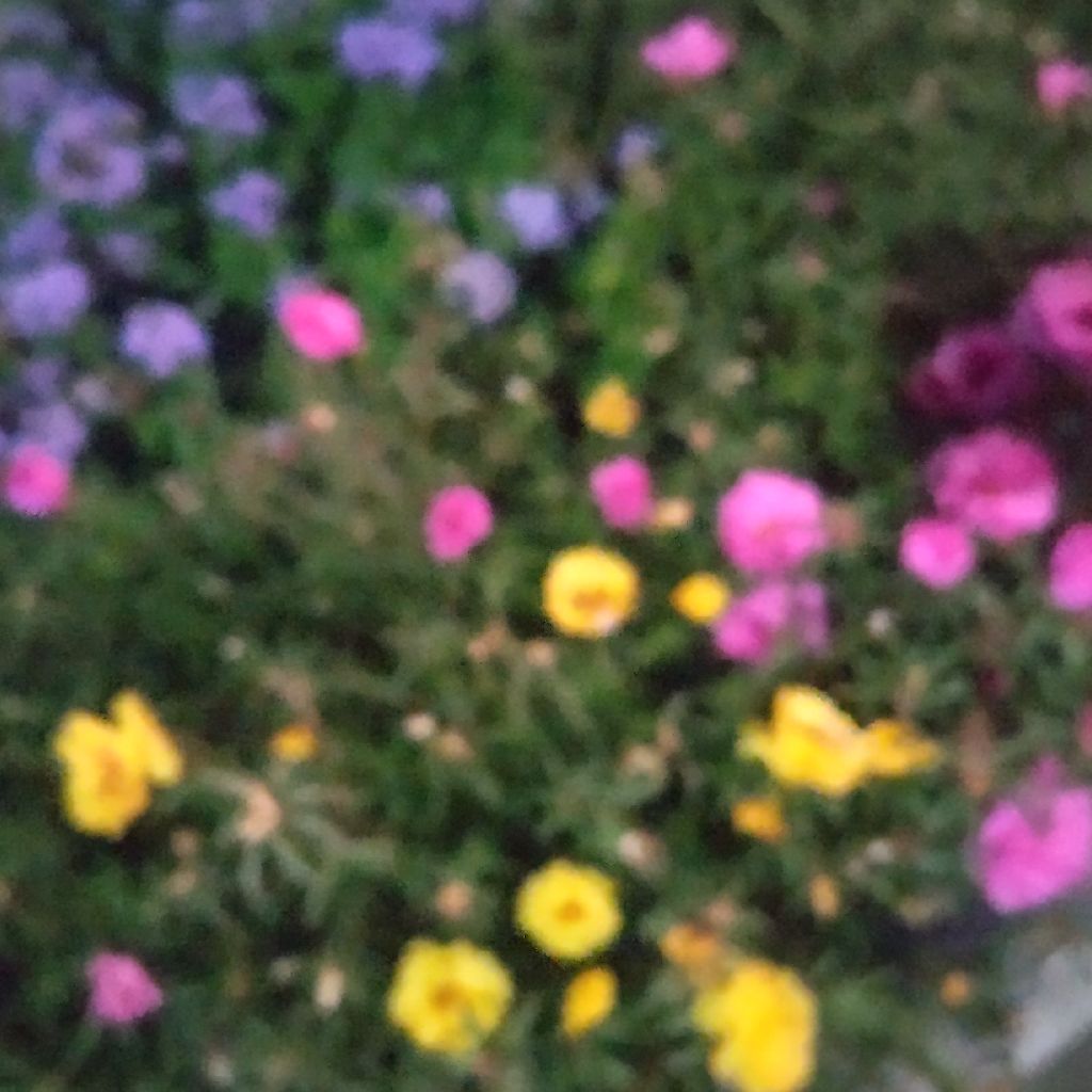 フクロウ　コード練習