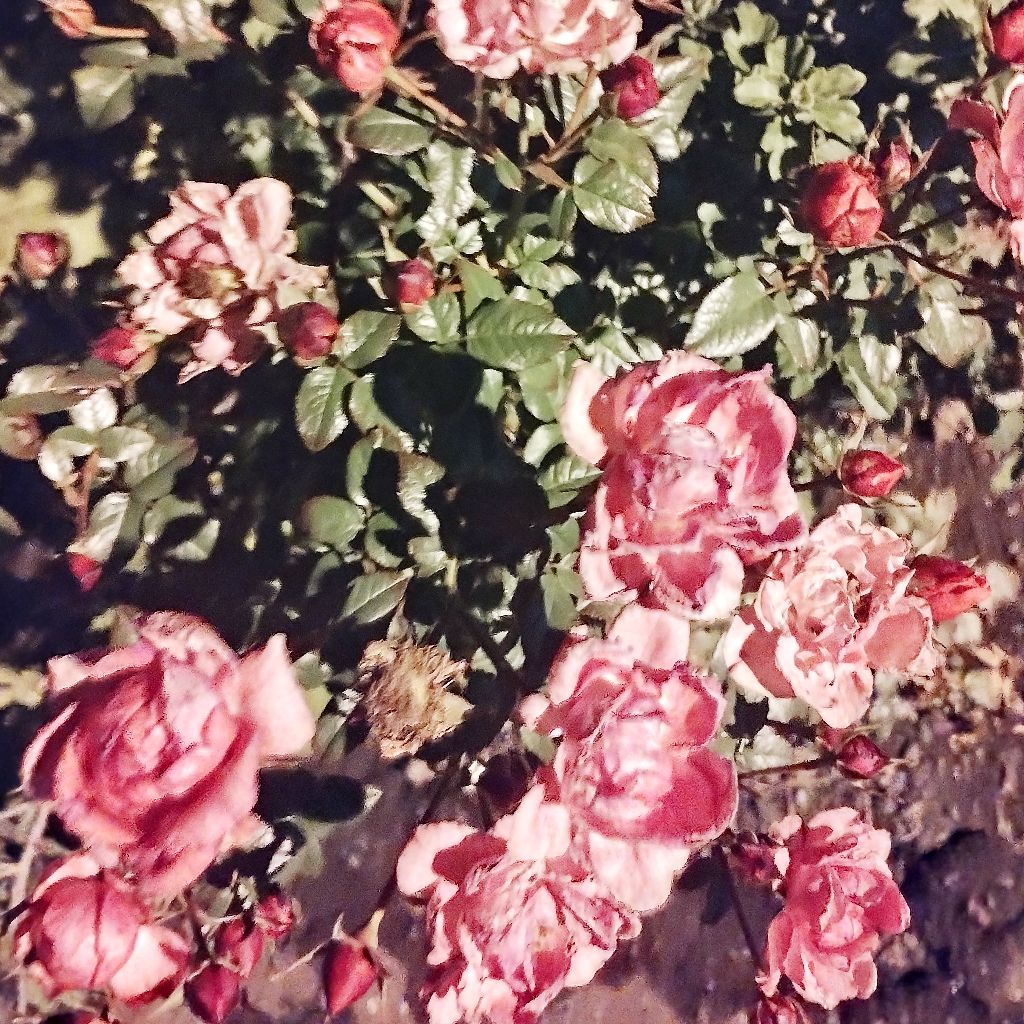 9、6日目　A Fm7 　202510261625