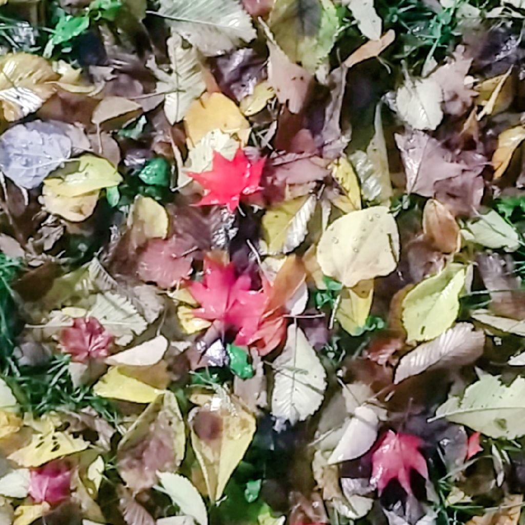 11. 【雑音注意】へっぽこスタンド・バイ・ミー　9日目