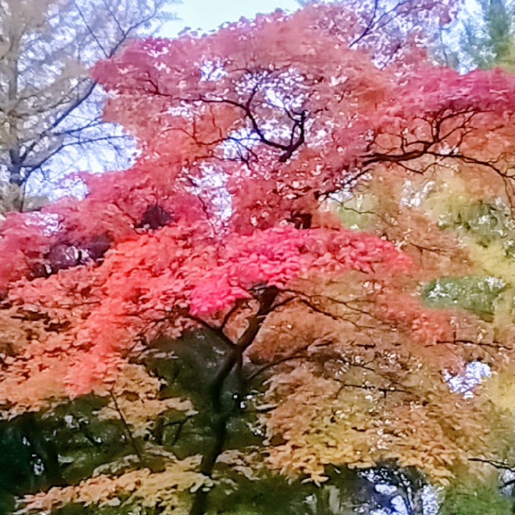 12.【雑音注意】とりあえずコード覚えたスタンド・バイ・ミー10日目