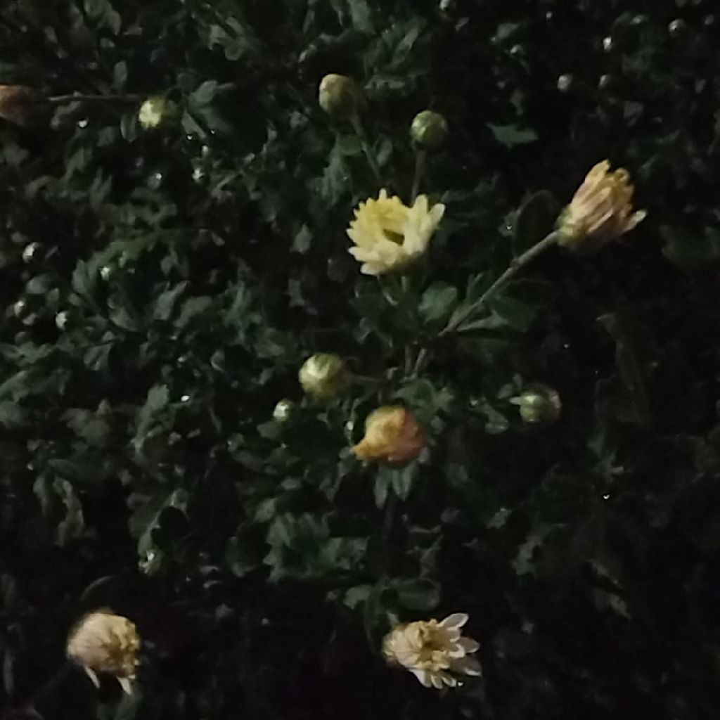 汚いチェリー🍒