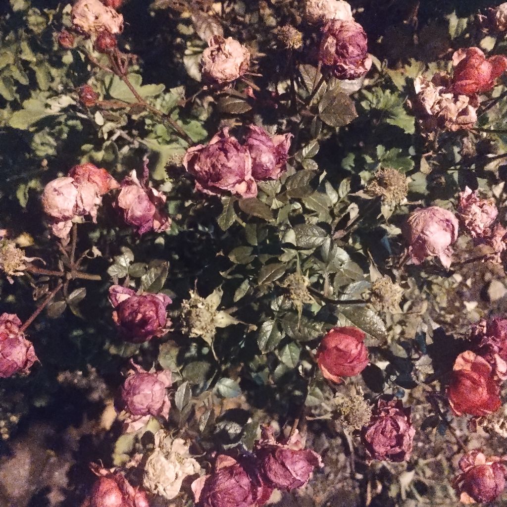 チェリーコード練習😵‍💫😵‍💫