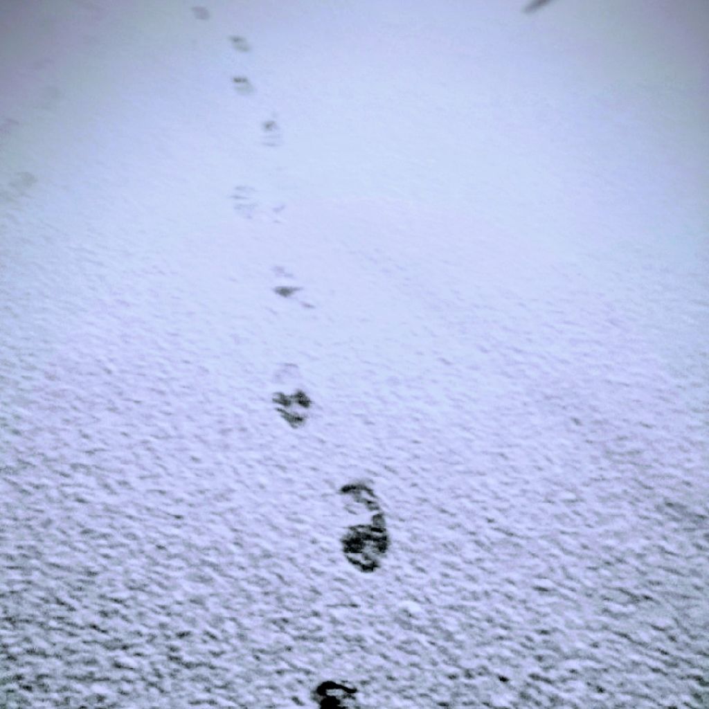 もう何日目かわからないチェリー