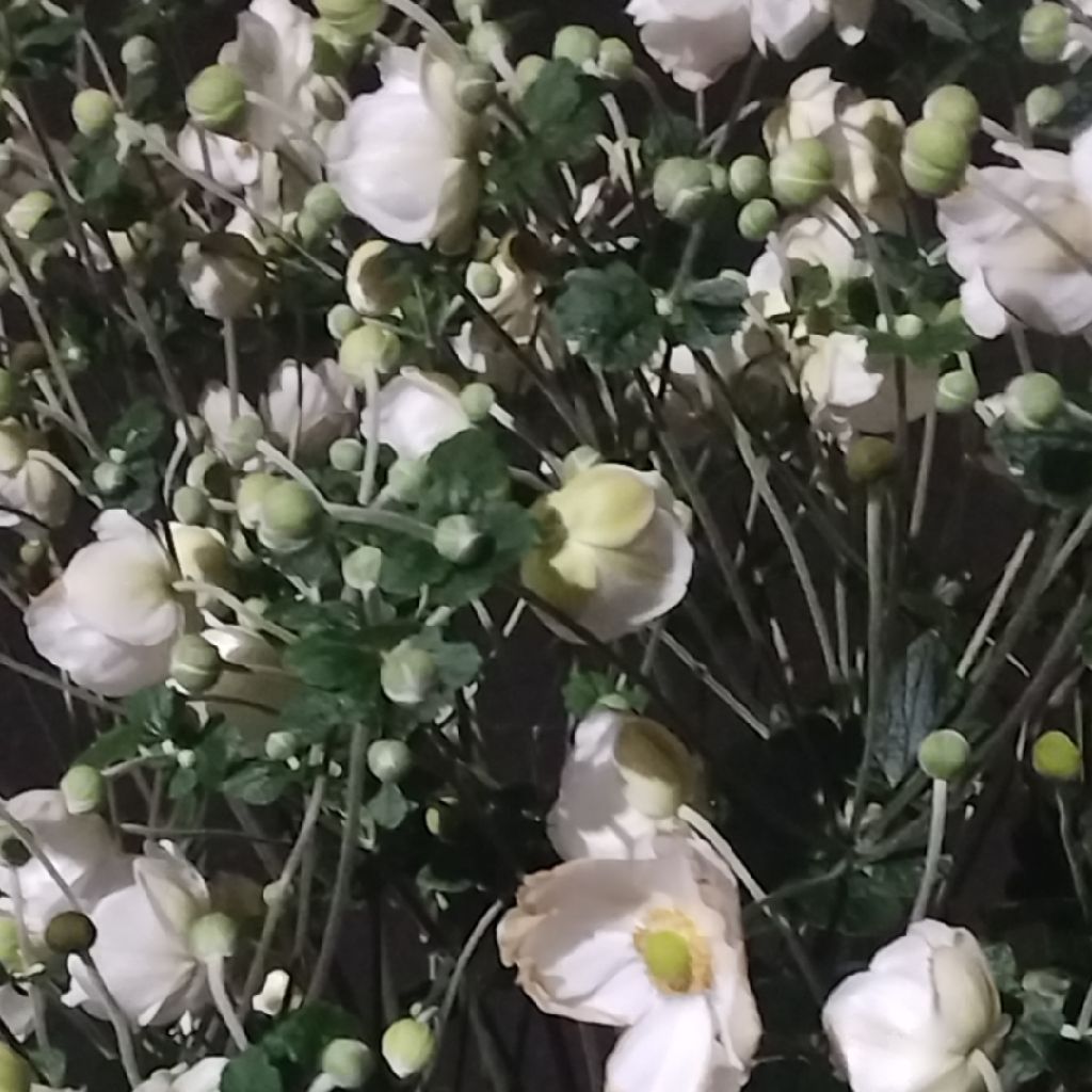 くちなしの丘簡単コードの確認