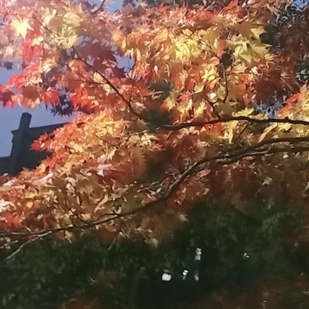 くちなしの丘と楓のコード練習