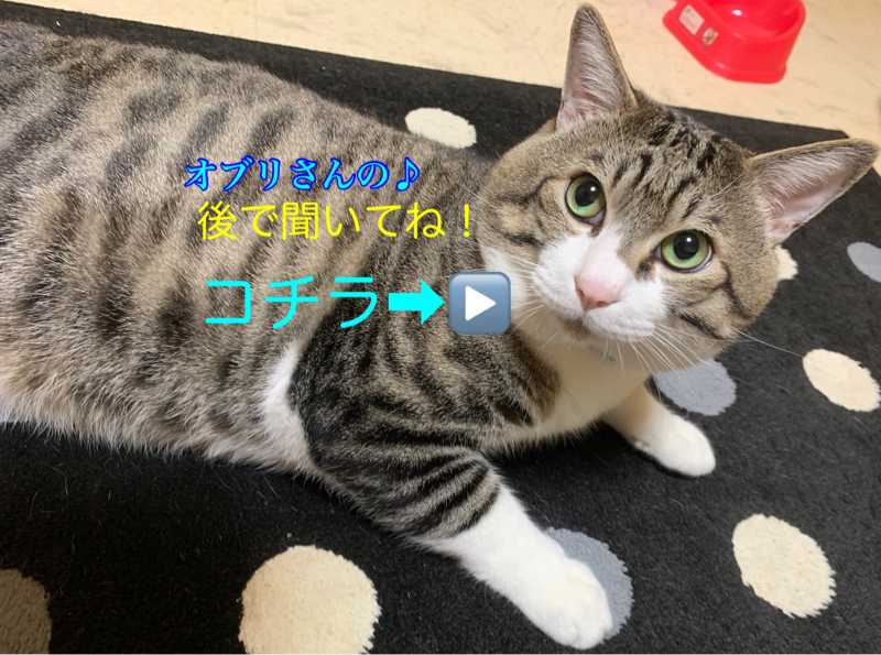 後で聞いてね✨その14！