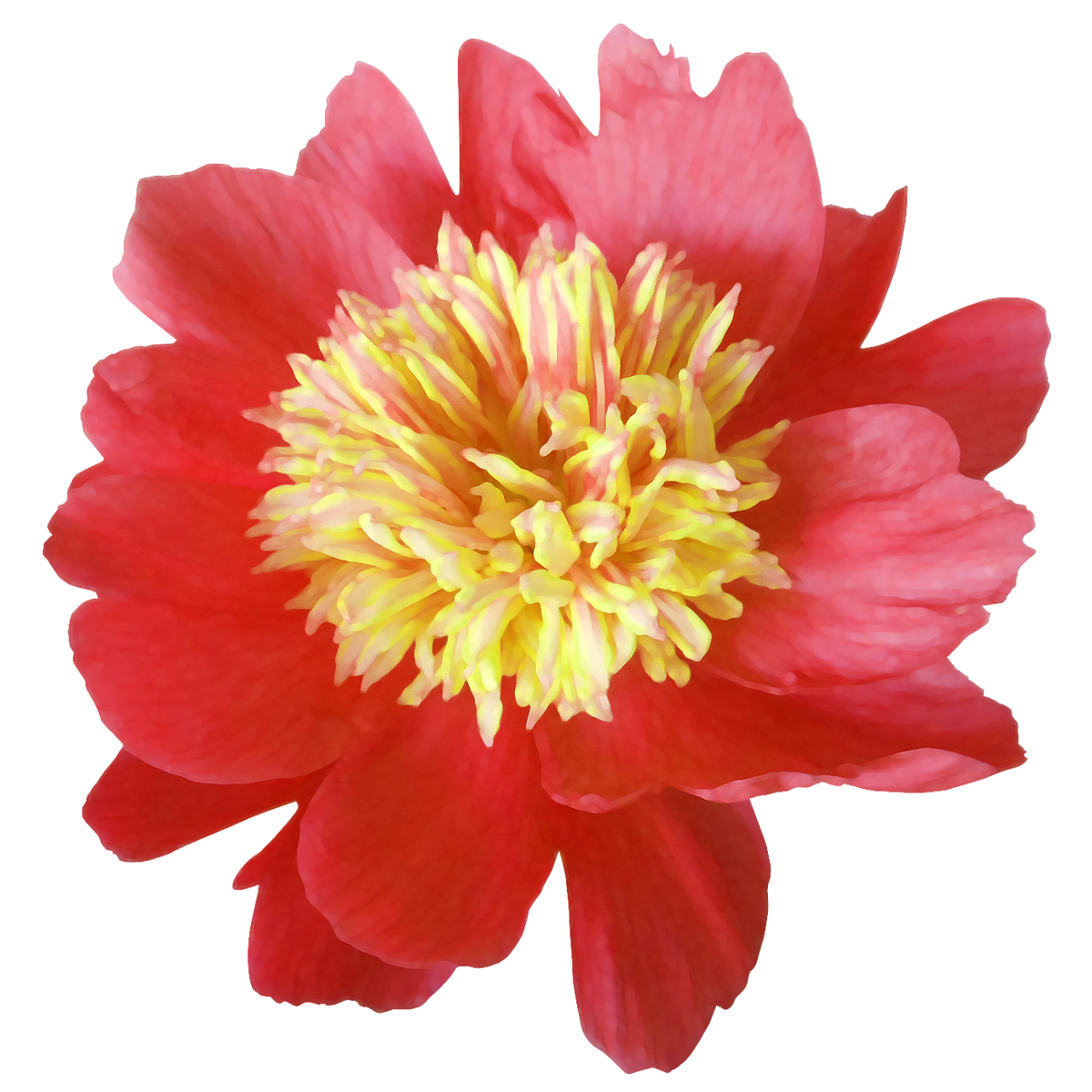 マニキュア剥げた