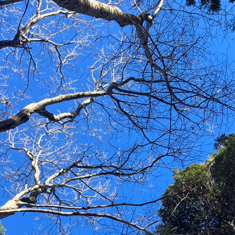 朝、女王アリにげた