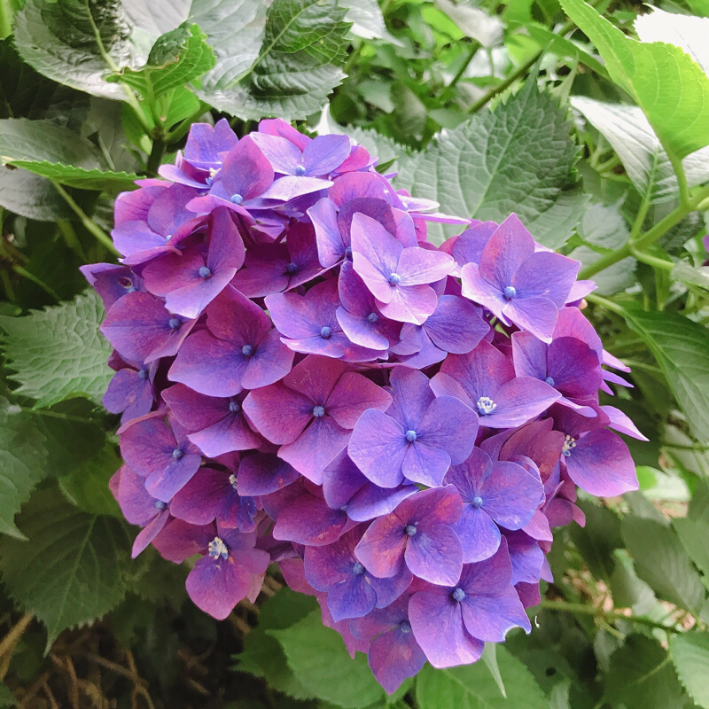 はつどり〜〜わ〜