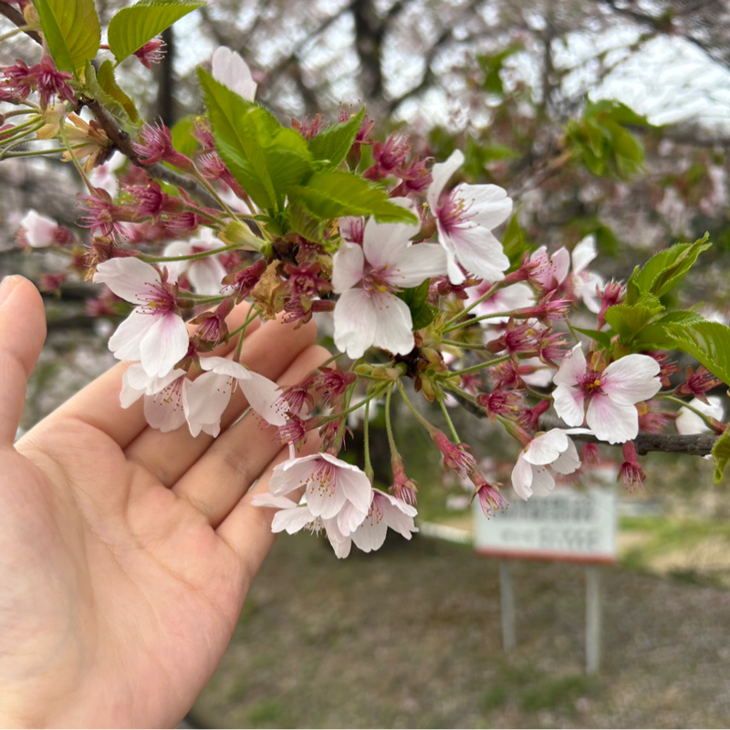 相川 いおり