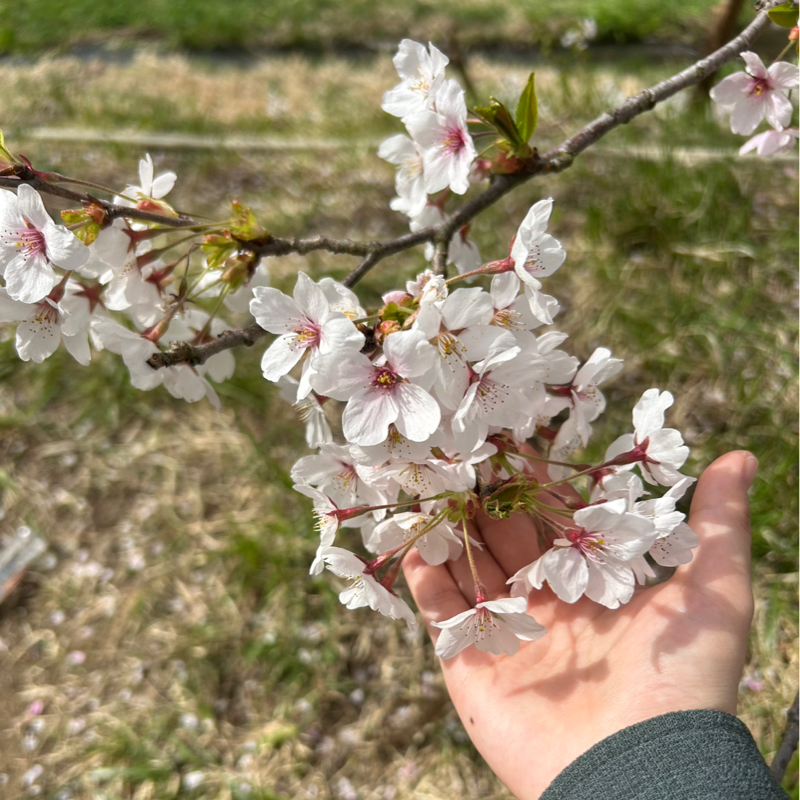 相川 いおり