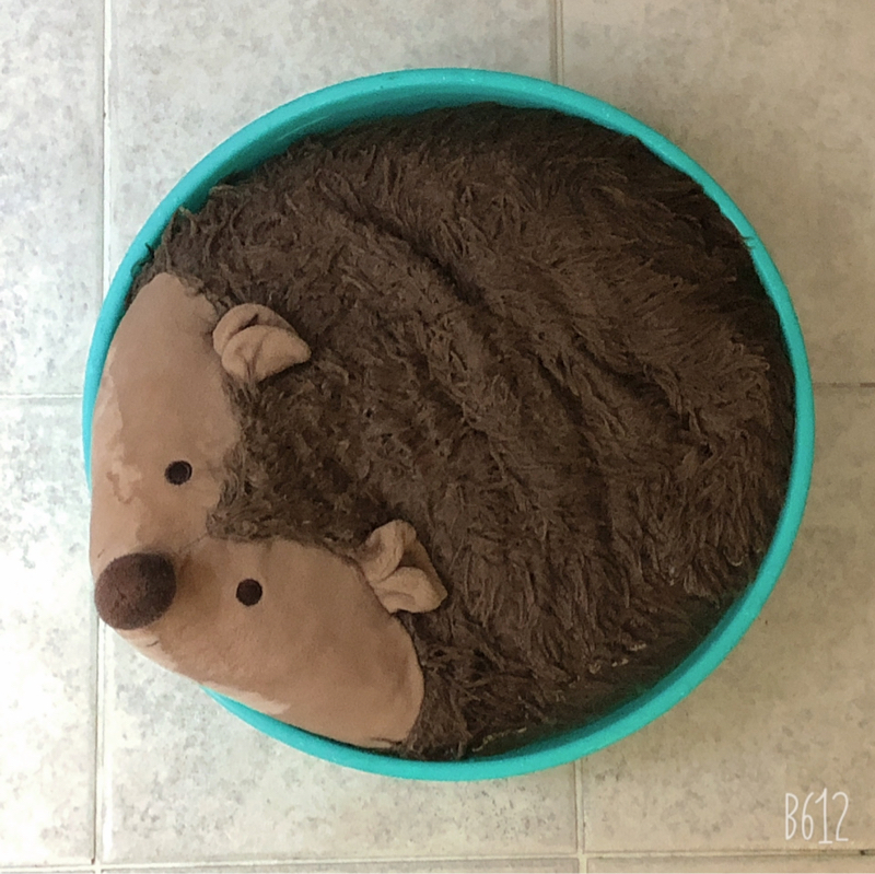 昨日決めた目標ちゃん