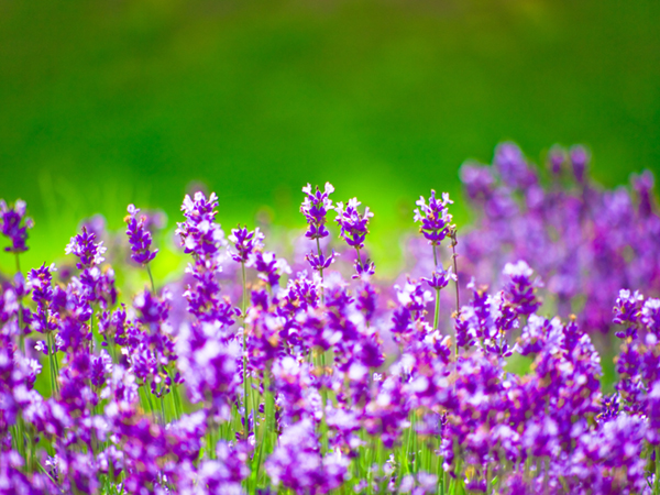 ◎無料リーディングフォーム◎