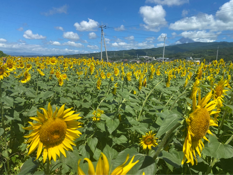 #4 冬はお花見が出来なくて寂しい。