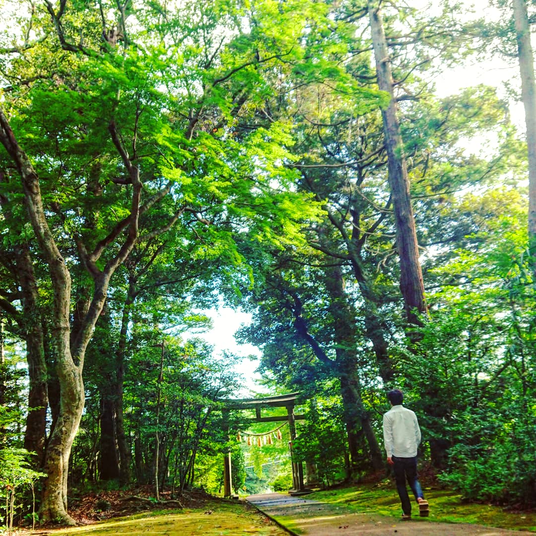 第47回 天水桶と銀杏の雄雌