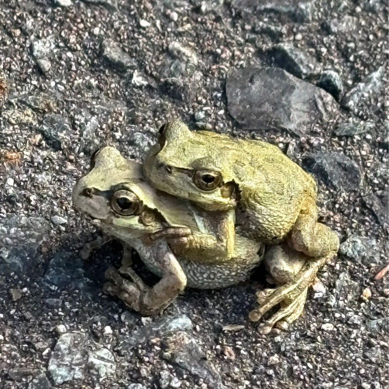 今朝見たおんぶしてる🐸です❣️