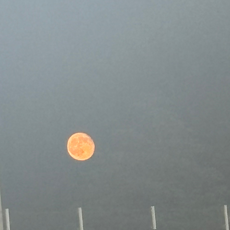 【神回】ゲスト こべに