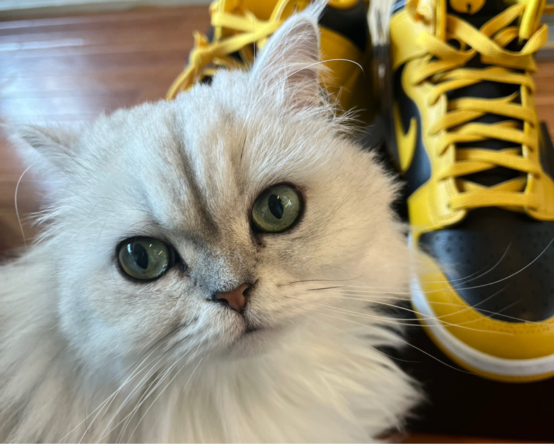 #35 今朝の猫ちゃん!