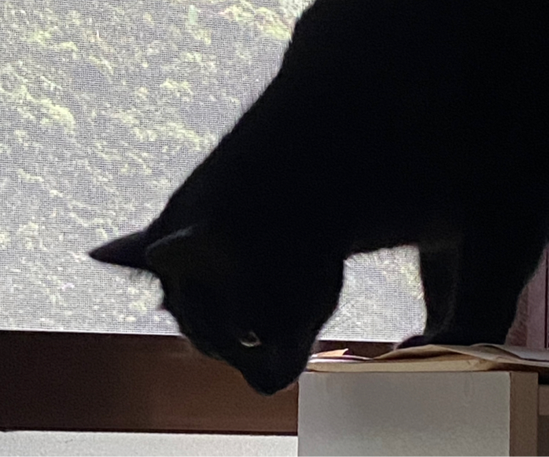 休日のどぶさらいと、にゃーの話