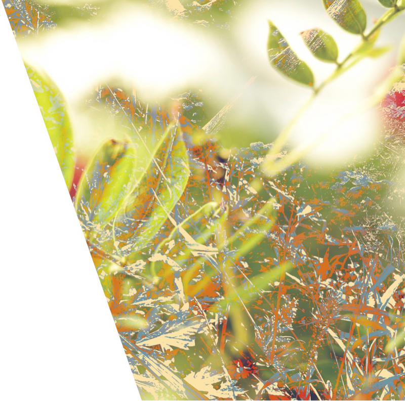 猫ちぐら　スピッツ