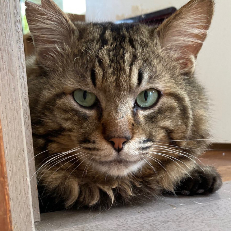 我が家の猫が安定に可愛い