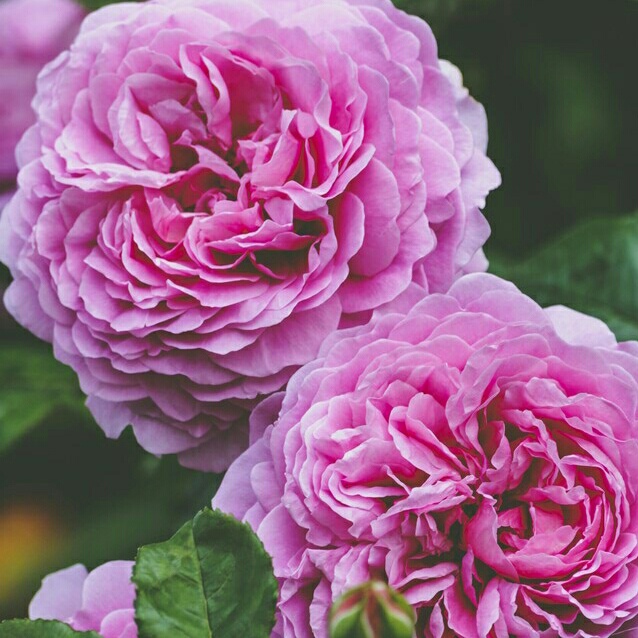 推しについて語らせてください(時間気にしてなくて途中で切れてますがそのまま投稿します←)