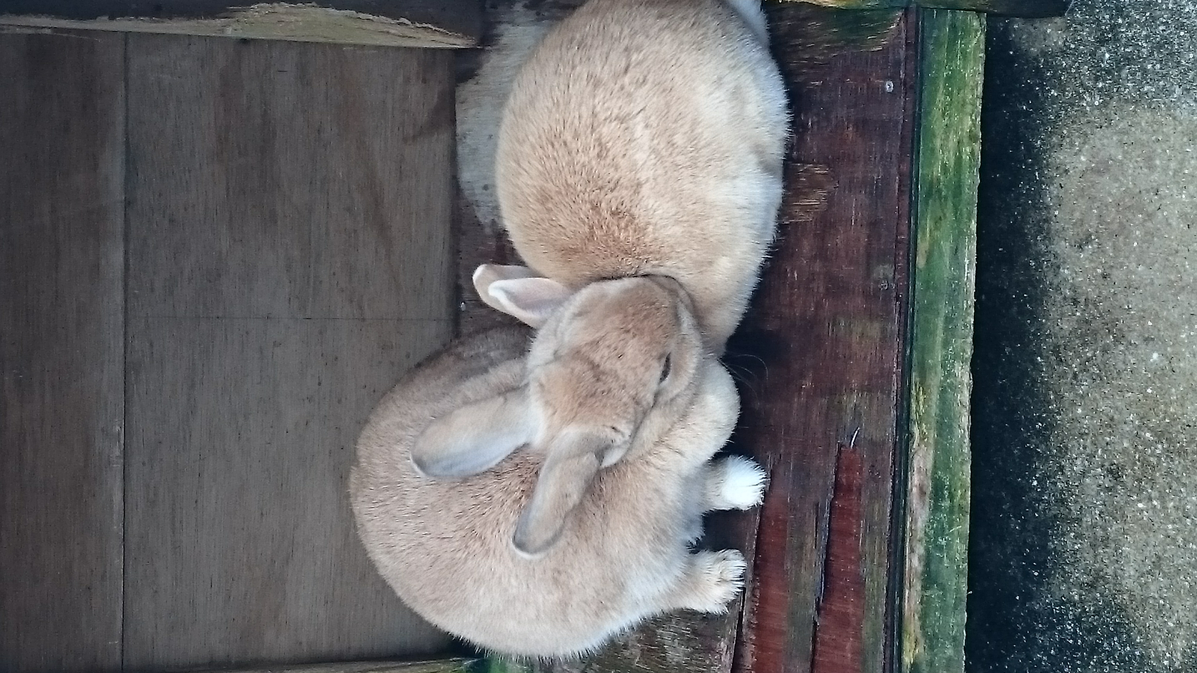 月姫ラジオ【ツキラジ】