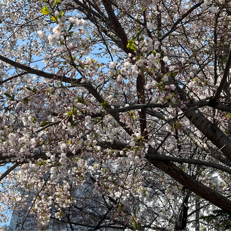 【朗読】「桜の樹の下には」/ 梶井基次郎