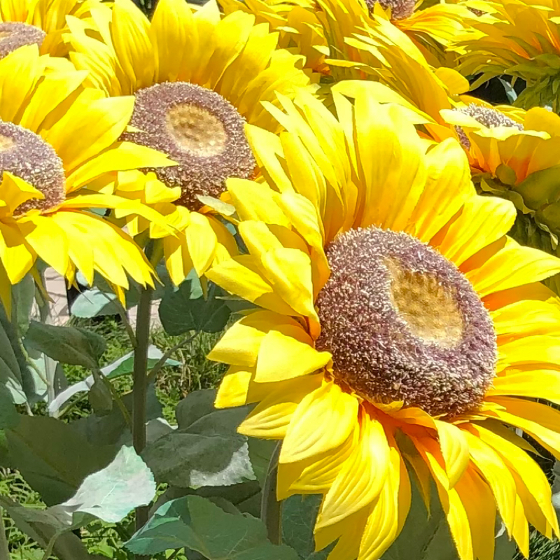 夏休みの目標