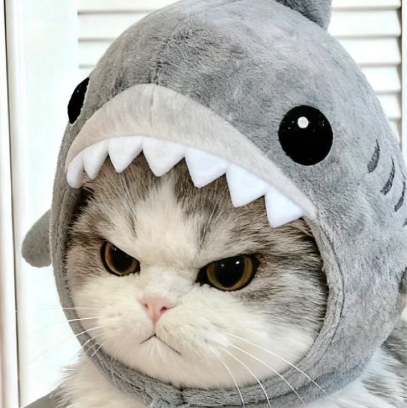 🦈⸝⸝⸝鮫猫⸝⸝⸝🐈