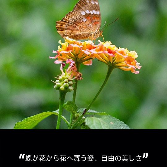 今日も暑くなりますが 皆さん気をつけてお出かけください