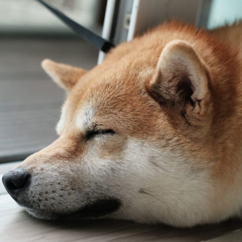 さいのめラジオ