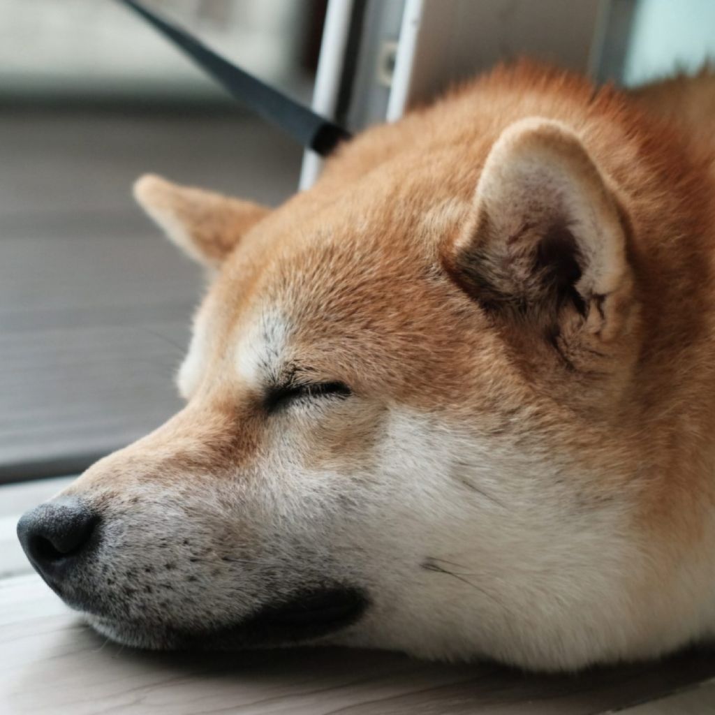 13.今日はミュージックサンデー!