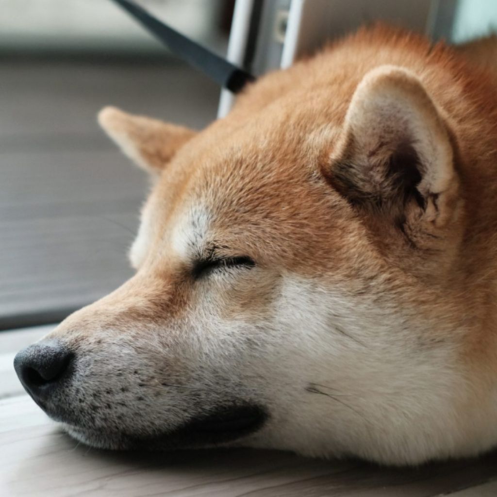 sa i (さい)